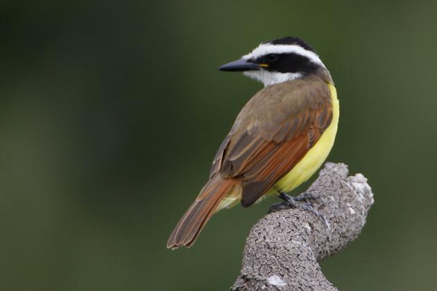 Great Kiskadee