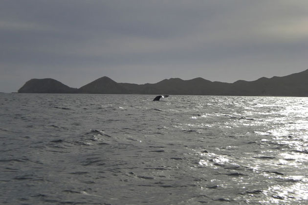 San Carlos Whale Watching